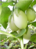 Kinder jaje